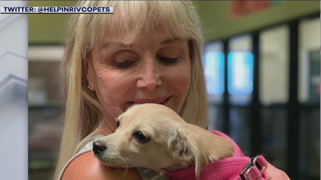Dog shot in neck with arrow gets adopted